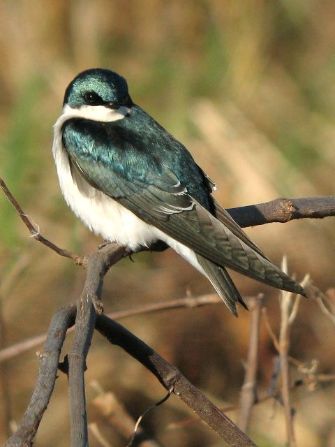 Tree Swallows